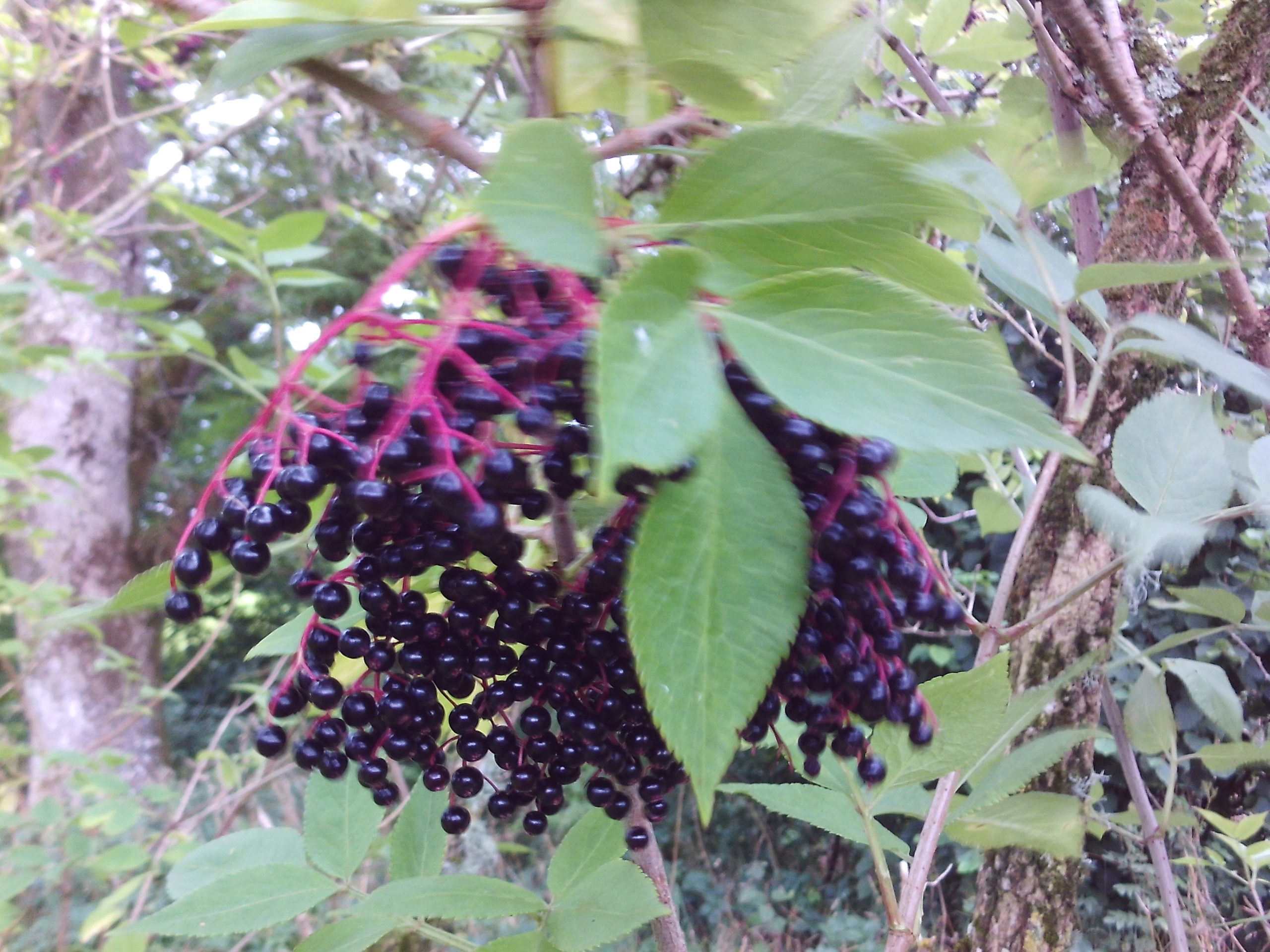 Elderberry in veg glycerol - Image 5