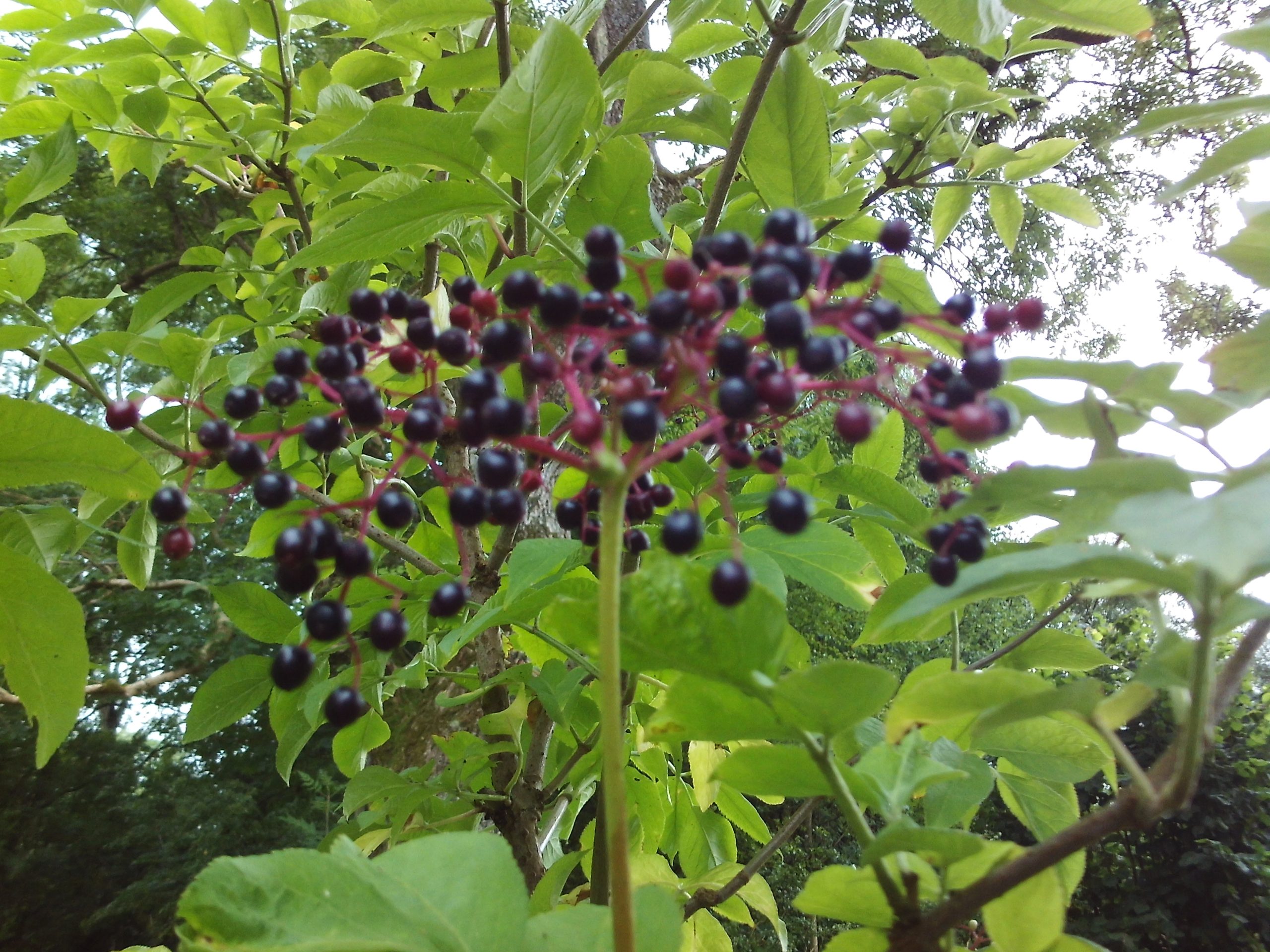 Elderberry tincture - Image 3