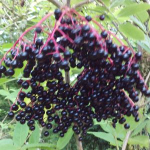Elderberry in veg glycerol