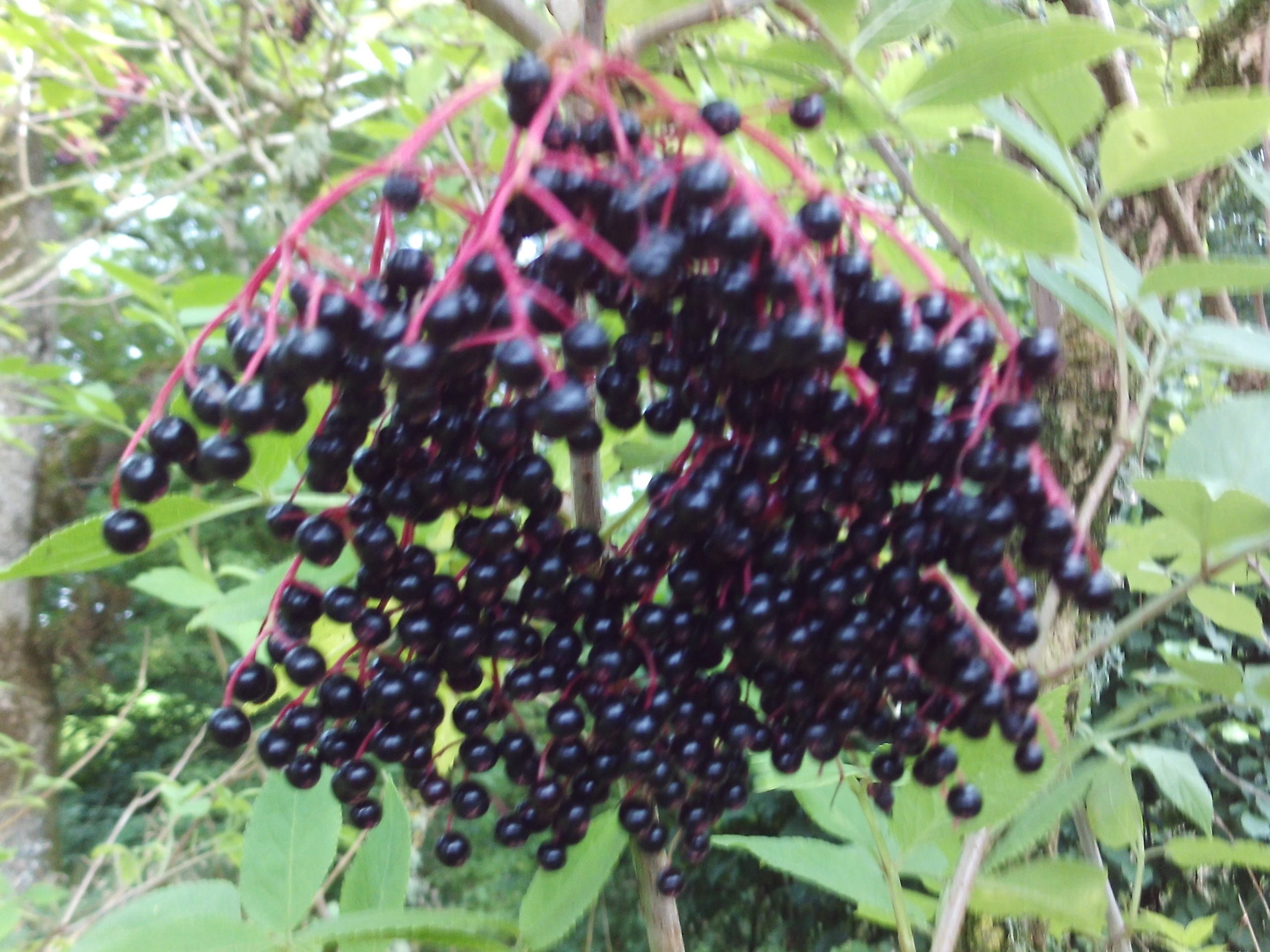 Elderberry tincture - Image 2