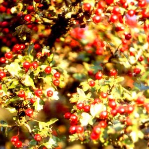 Bespoke herbs in veg glycerol