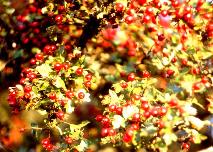 Bespoke herbs in veg glycerol