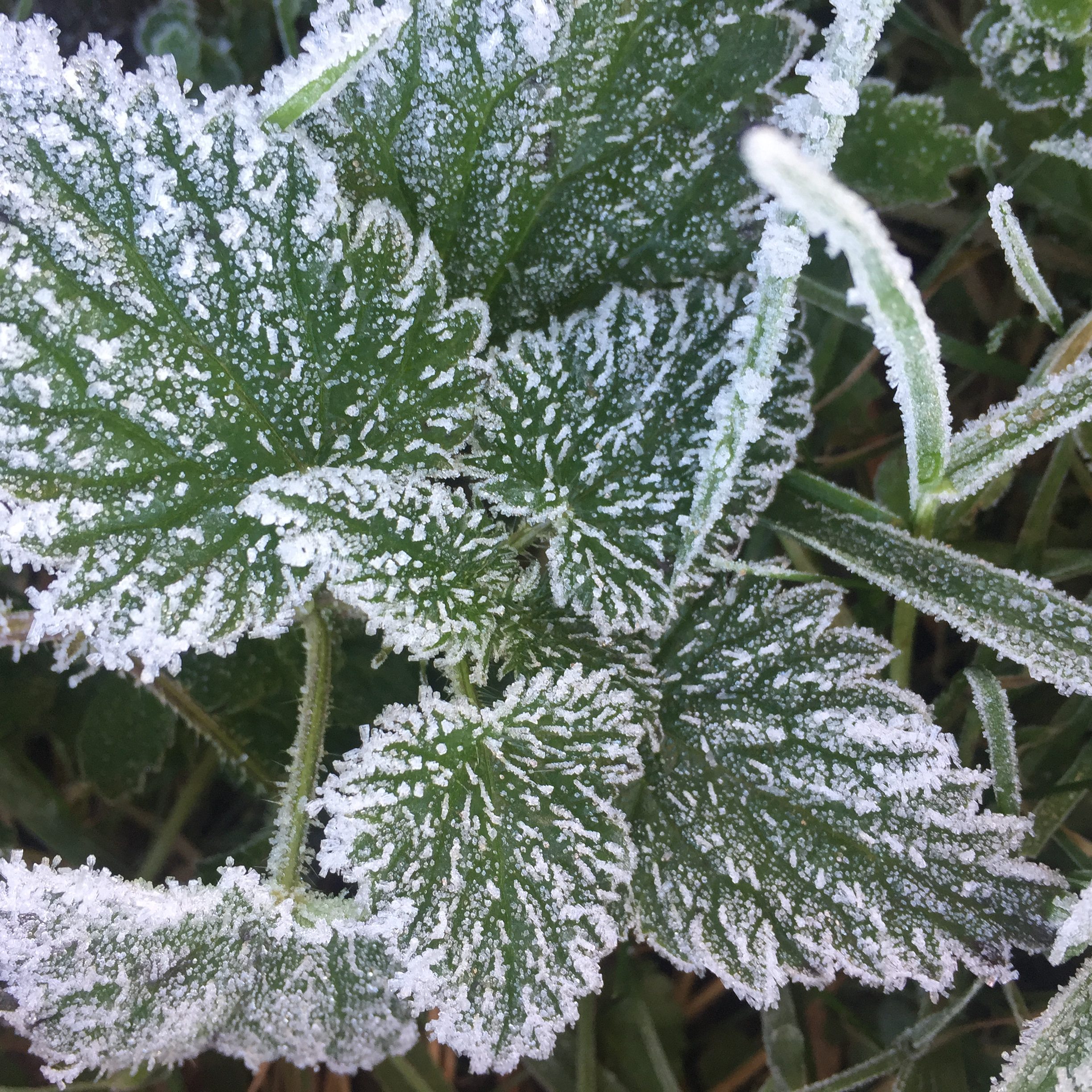 Bespoke herbs in veg glycerol - Image 2