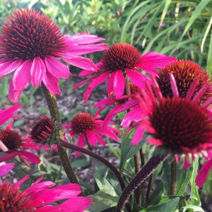 Echinacea augustifolia tincture