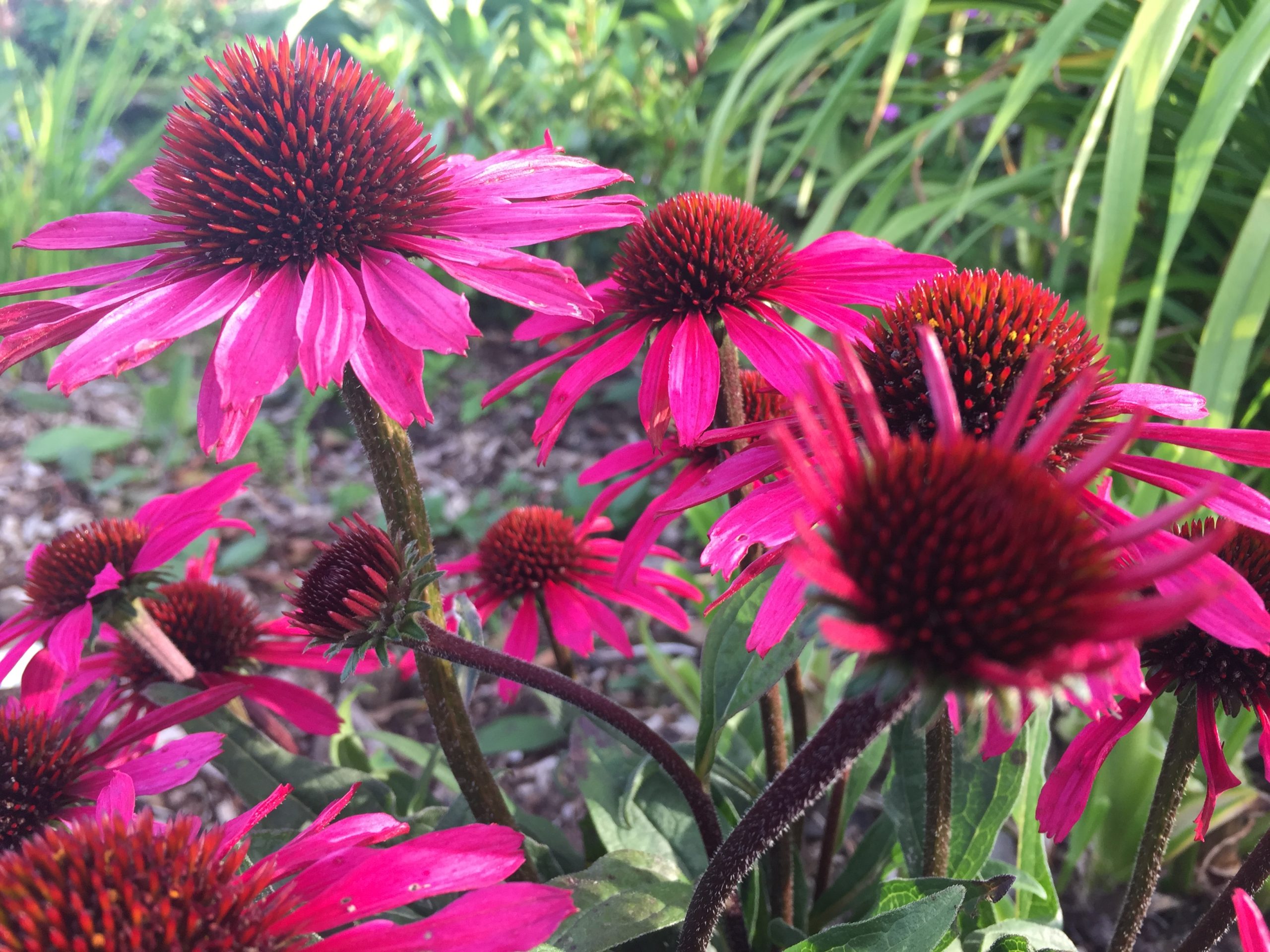 Echinacea augustifolia tincture