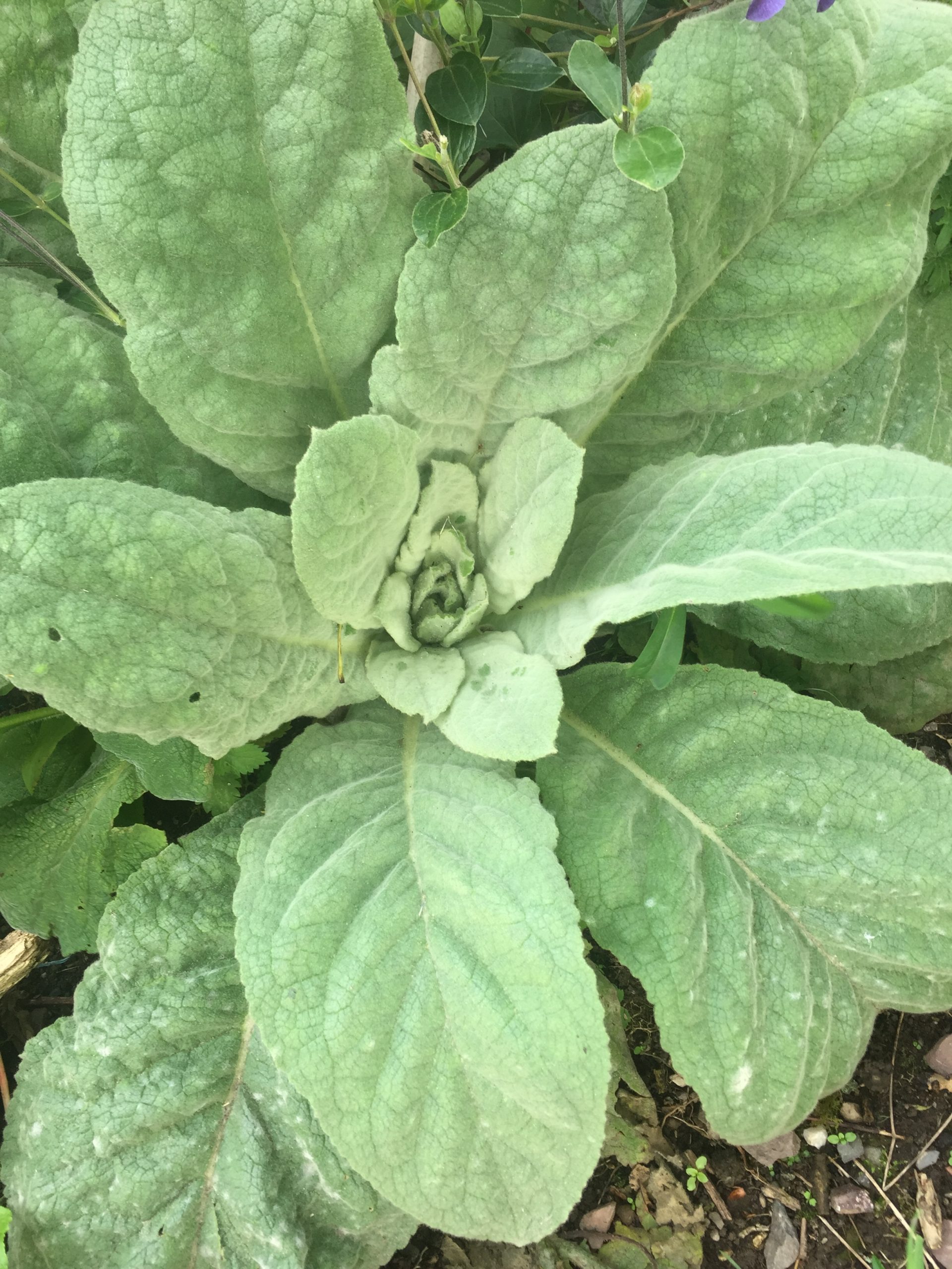 Bespoke herbs in veg glycerol - Image 4