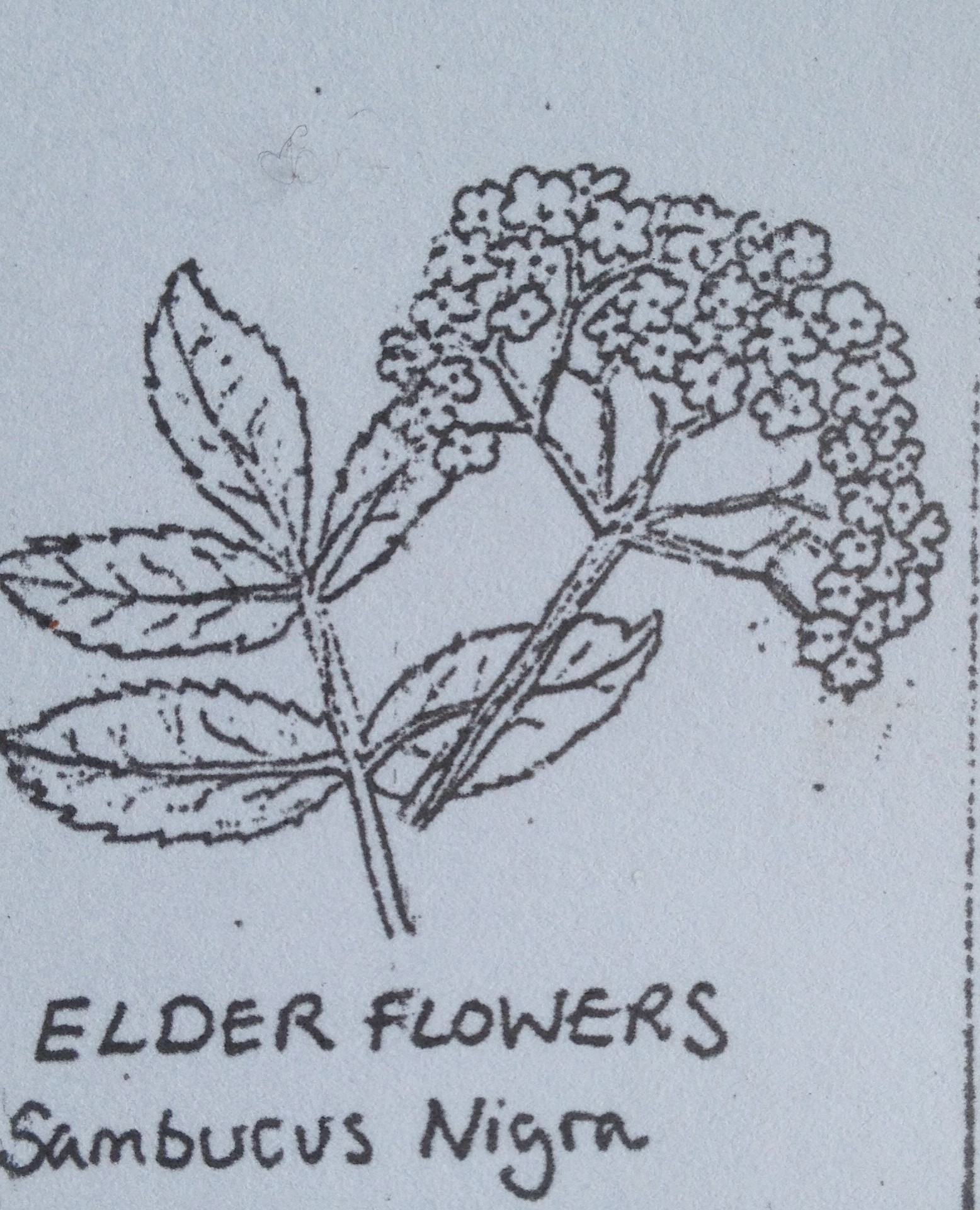 Elderberry in veg glycerol - Image 4
