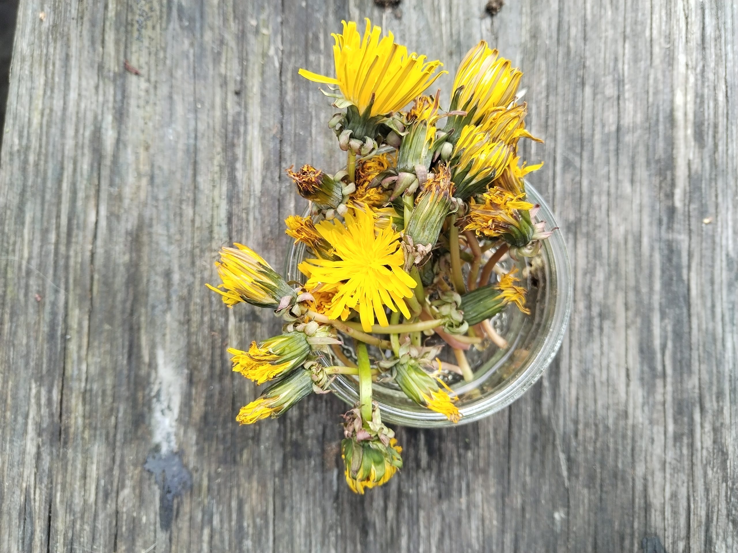 Devil's Claw plus - Image 3