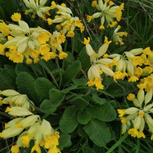 Cowslip flowers plus in veg glycerol