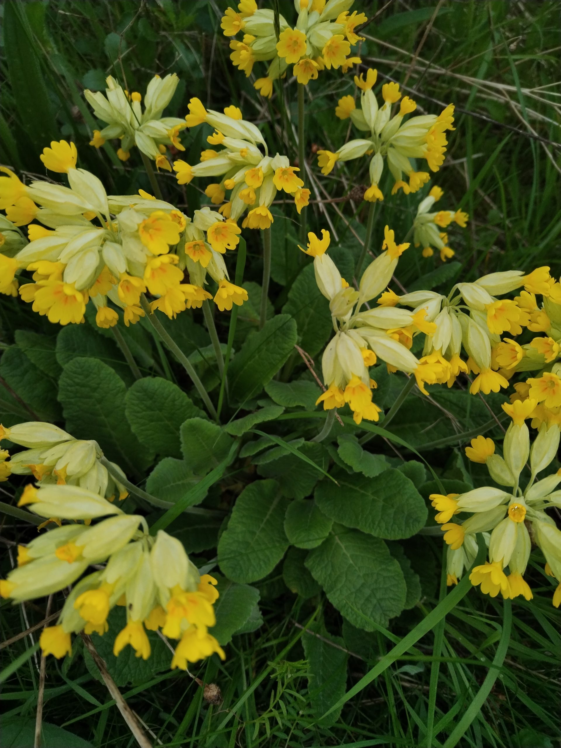Cowslip flowers plus in veg glycerol