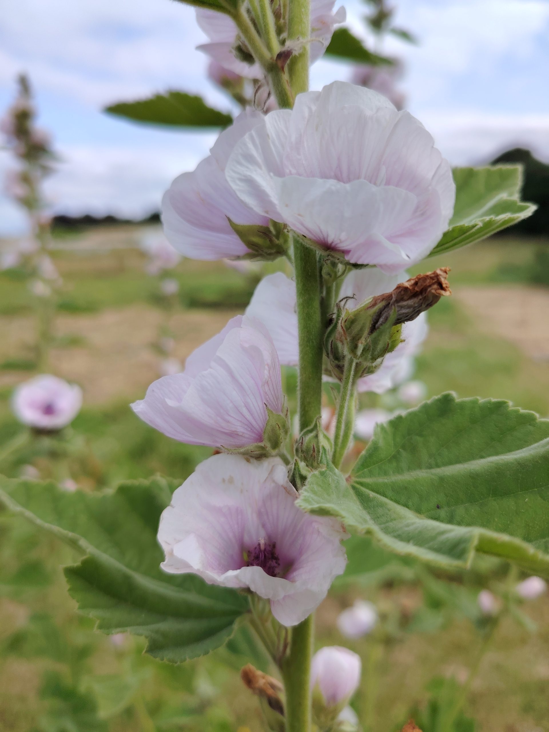 Cowslip flowers plus in veg glycerol - Image 2