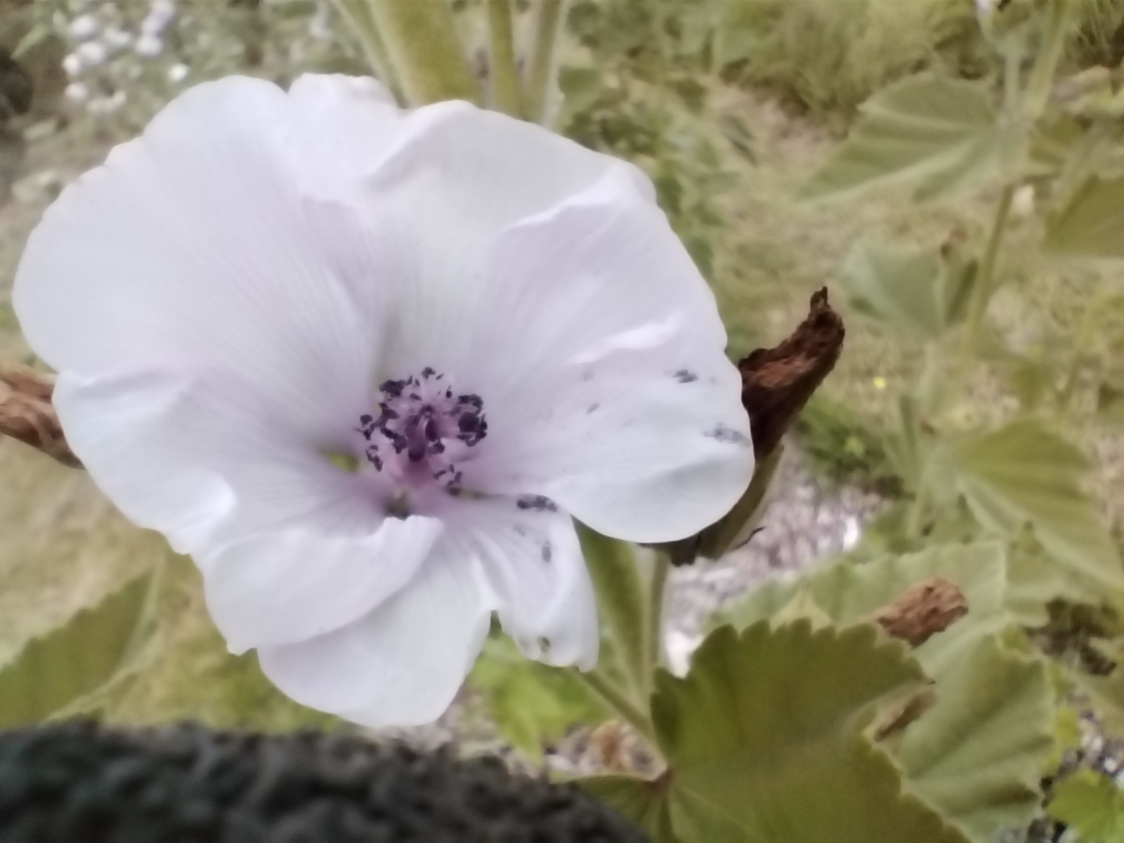 Cowslip flowers plus in veg glycerol - Image 3