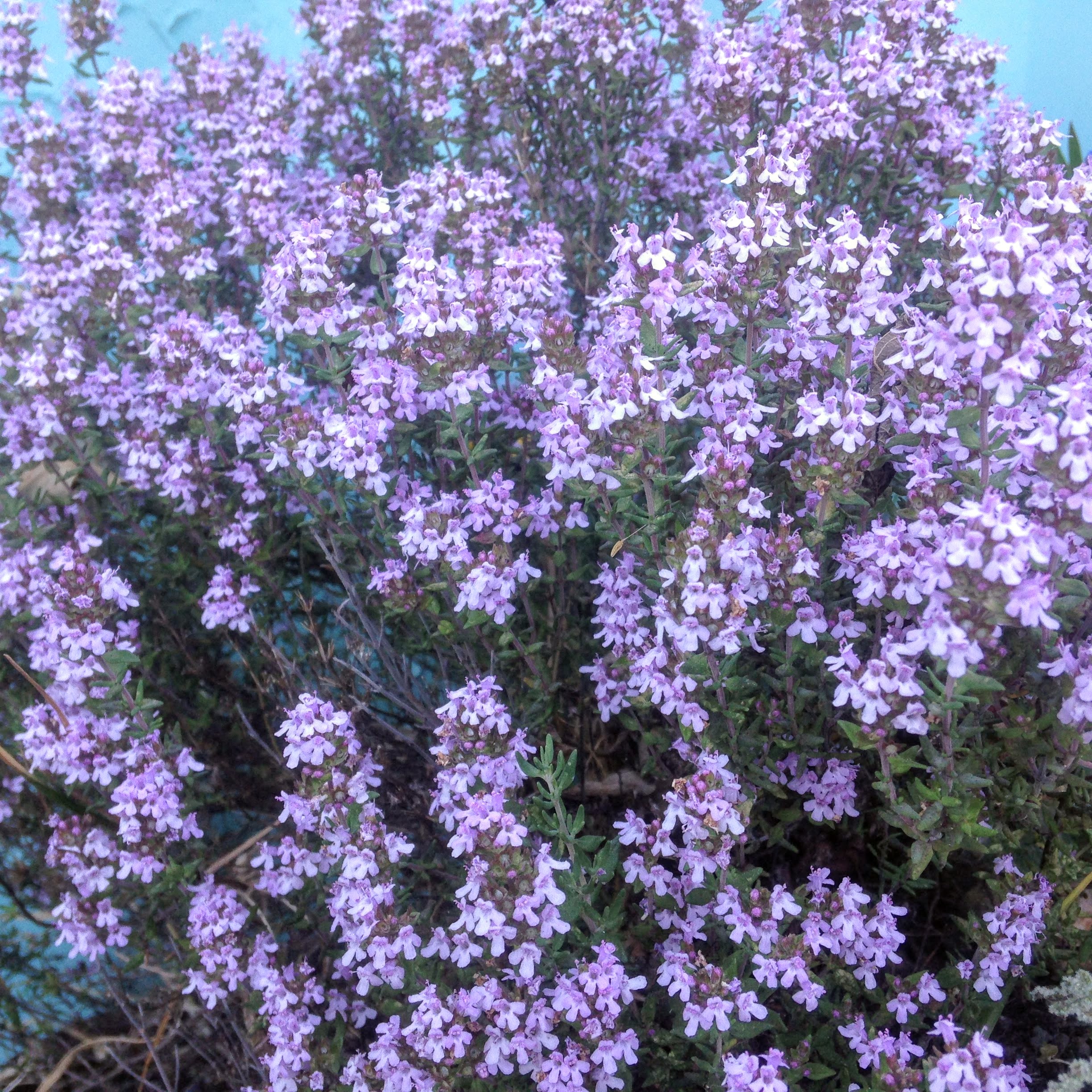 Cowslip flowers plus in veg glycerol - Image 4