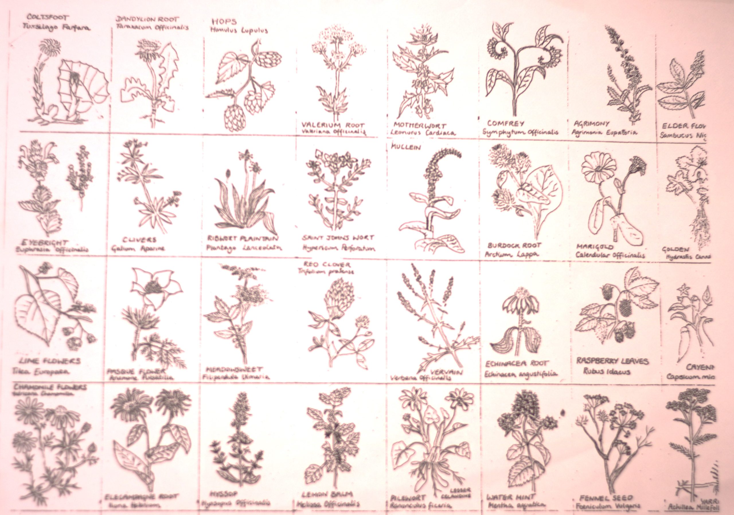 Bespoke tincture - Image 4