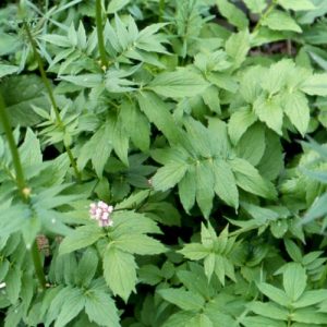 Valerian and Skullscap tincture