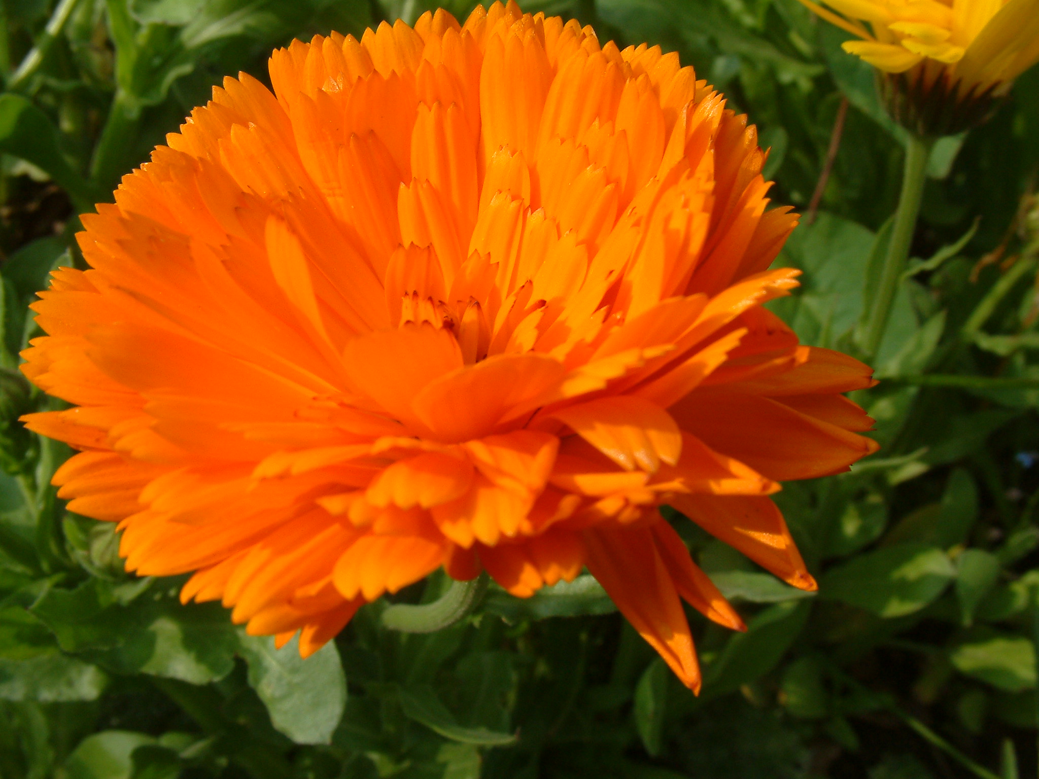 Barrier cream with Calendula - Image 3