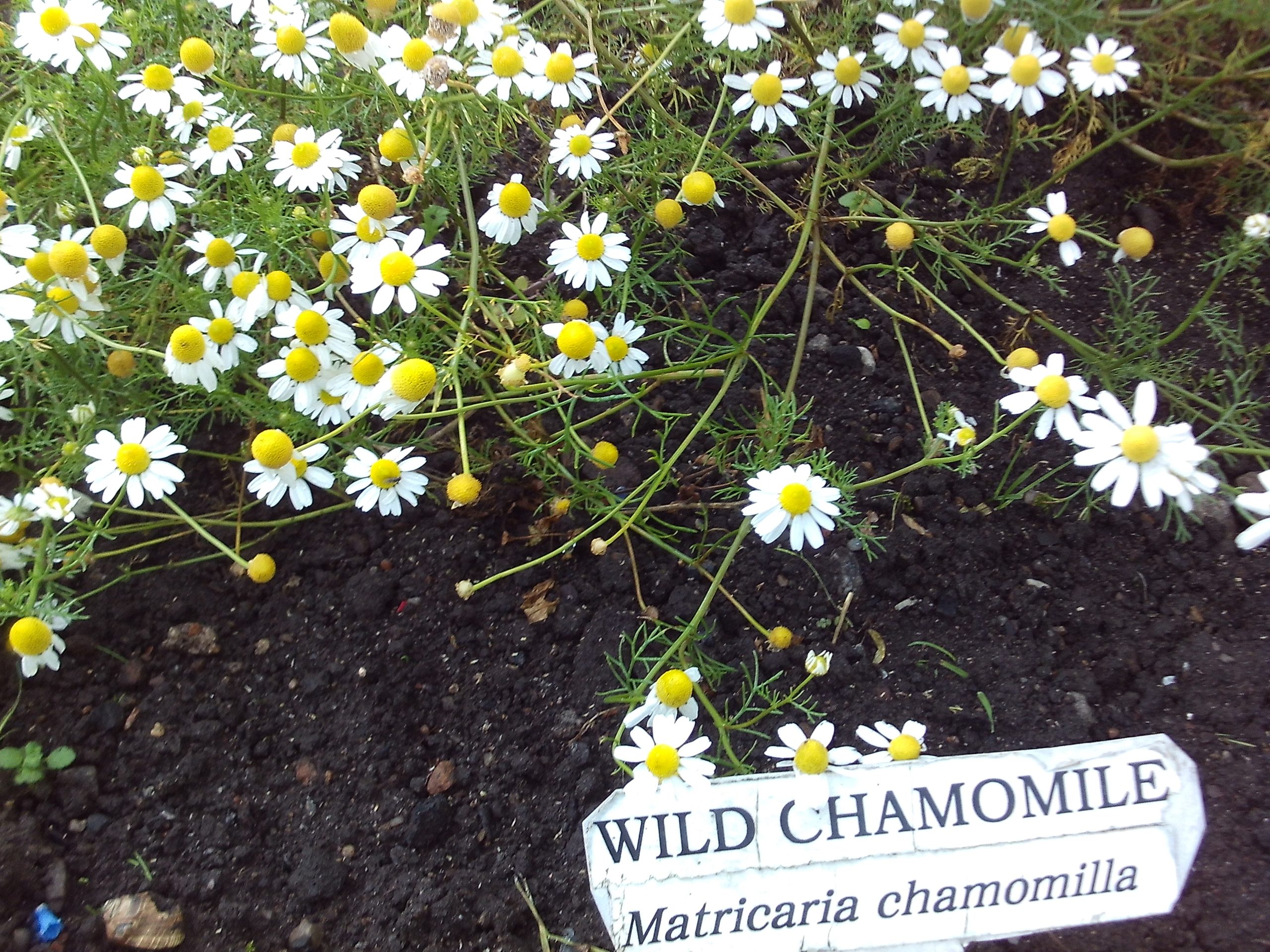 Alfalfa tea plus - Image 2