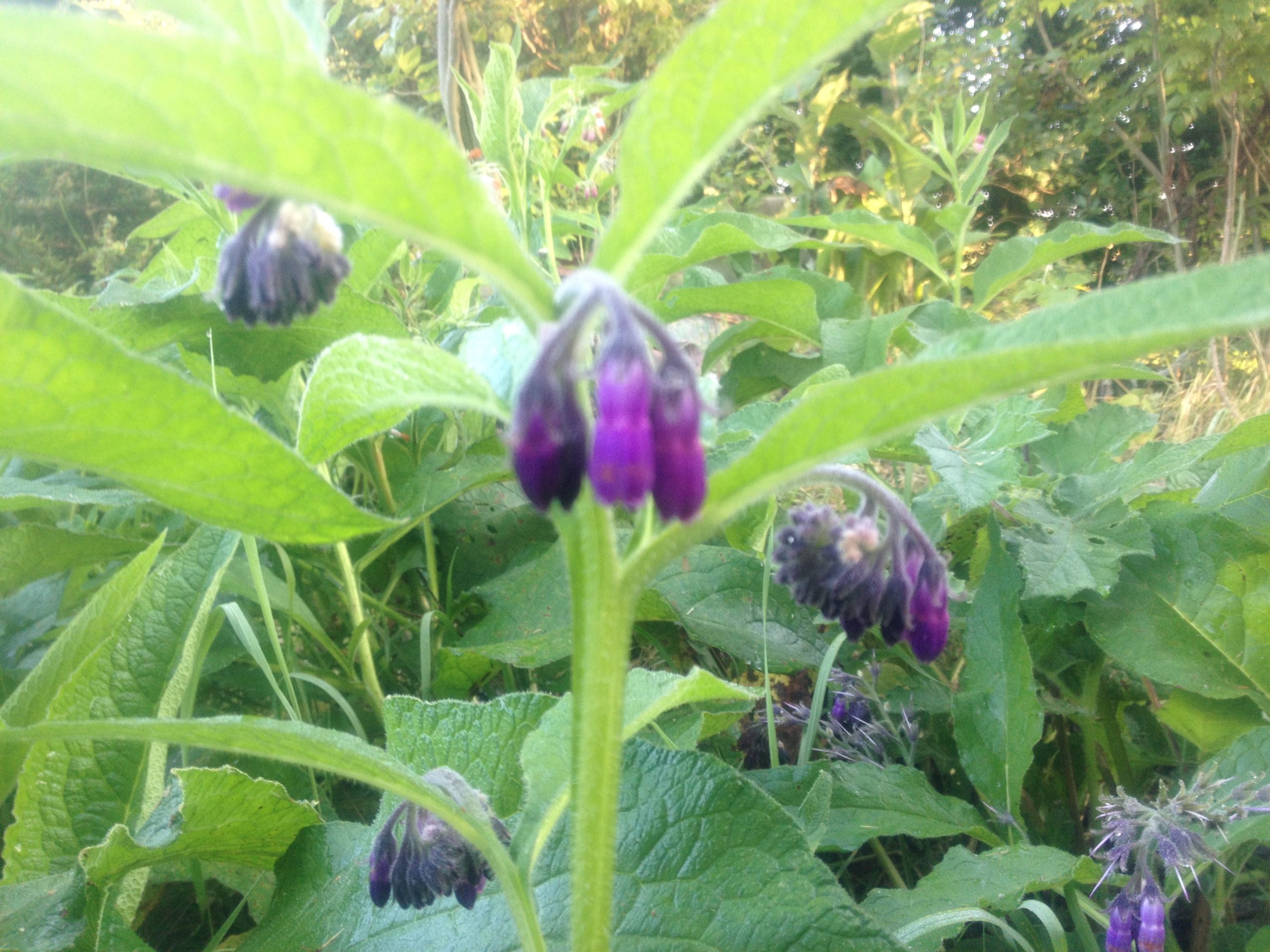 Comfrey (Symphytum officinalis) Salve - Image 2