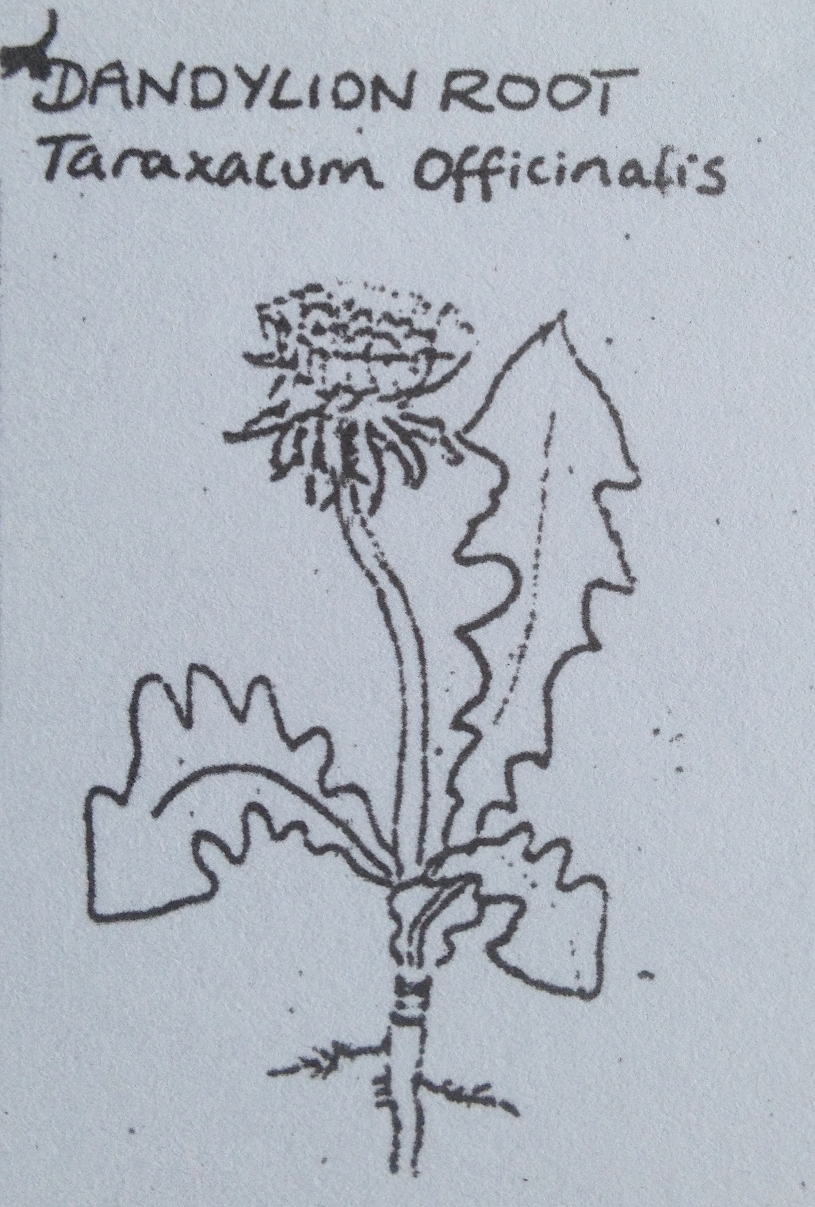 Devil's Claw plus - Image 2