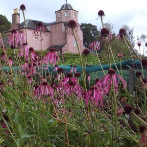 Echinacea in veg glycerol