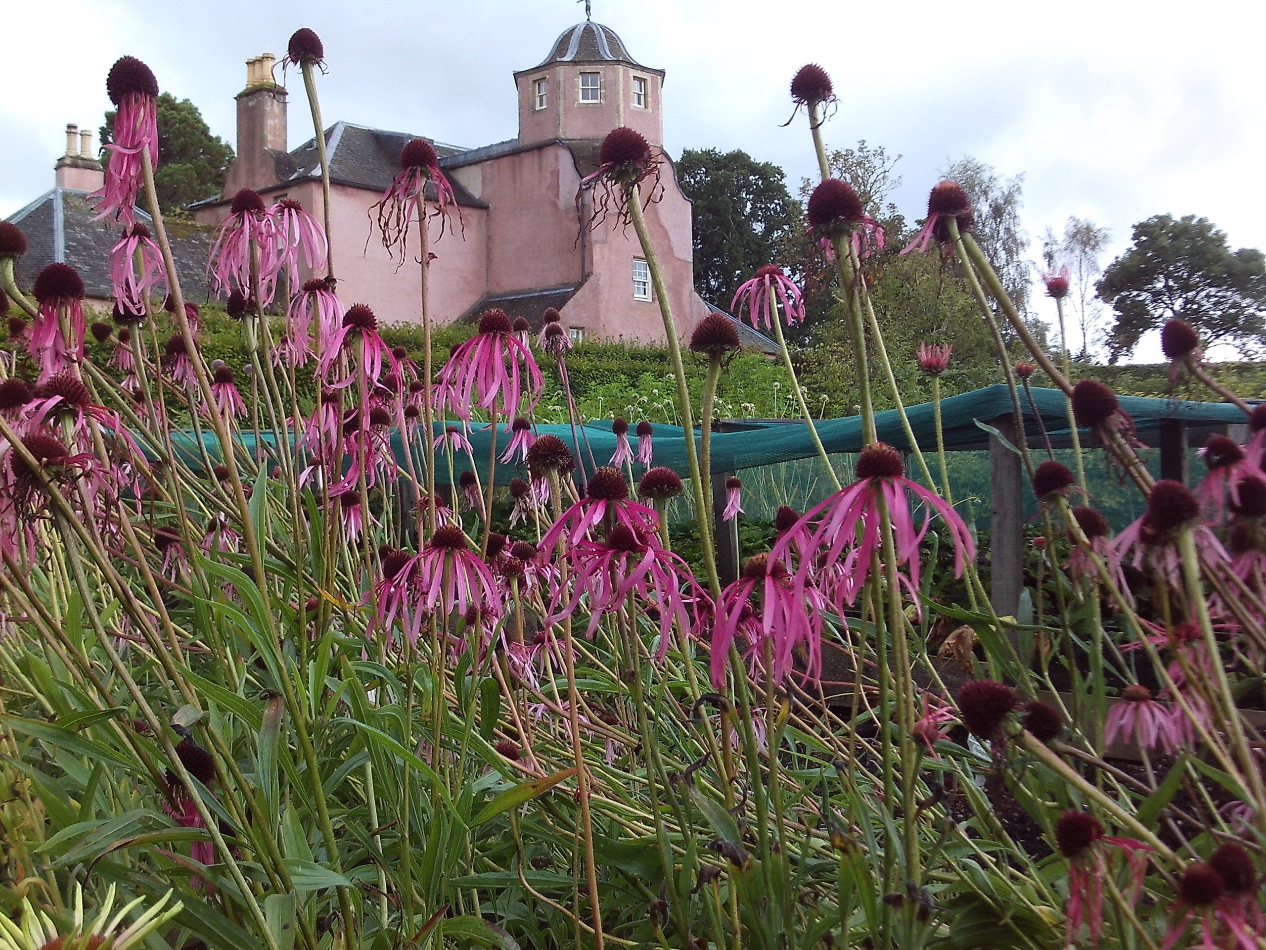 Echinacea in veg glycerol