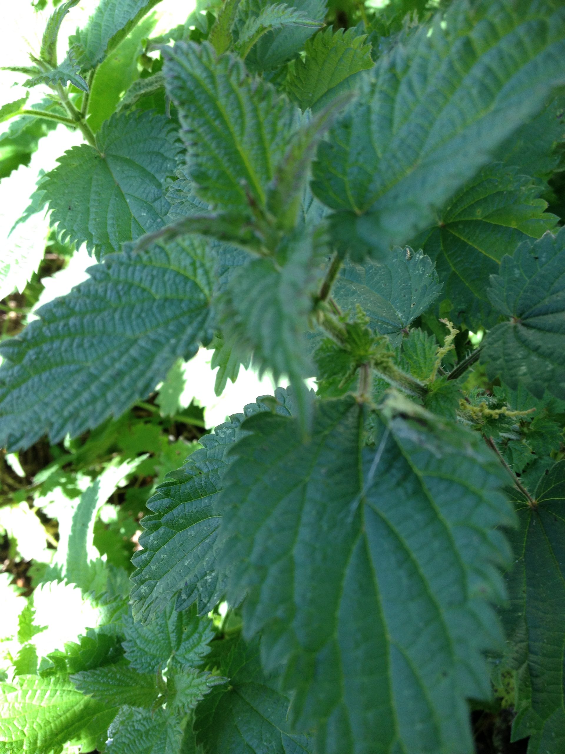 Alfalfa tea plus - Image 3