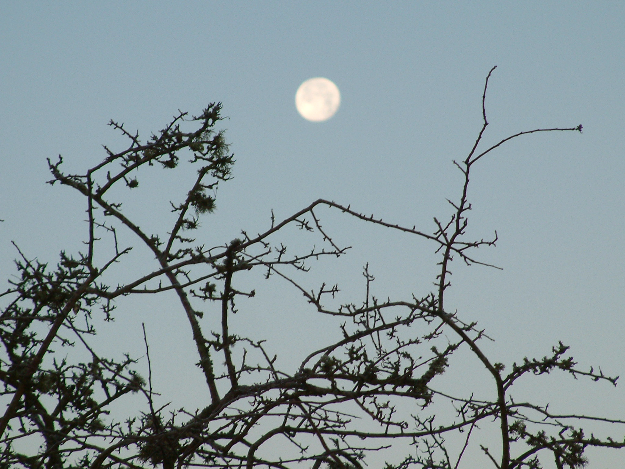 Agnus Castus plus - Image 3
