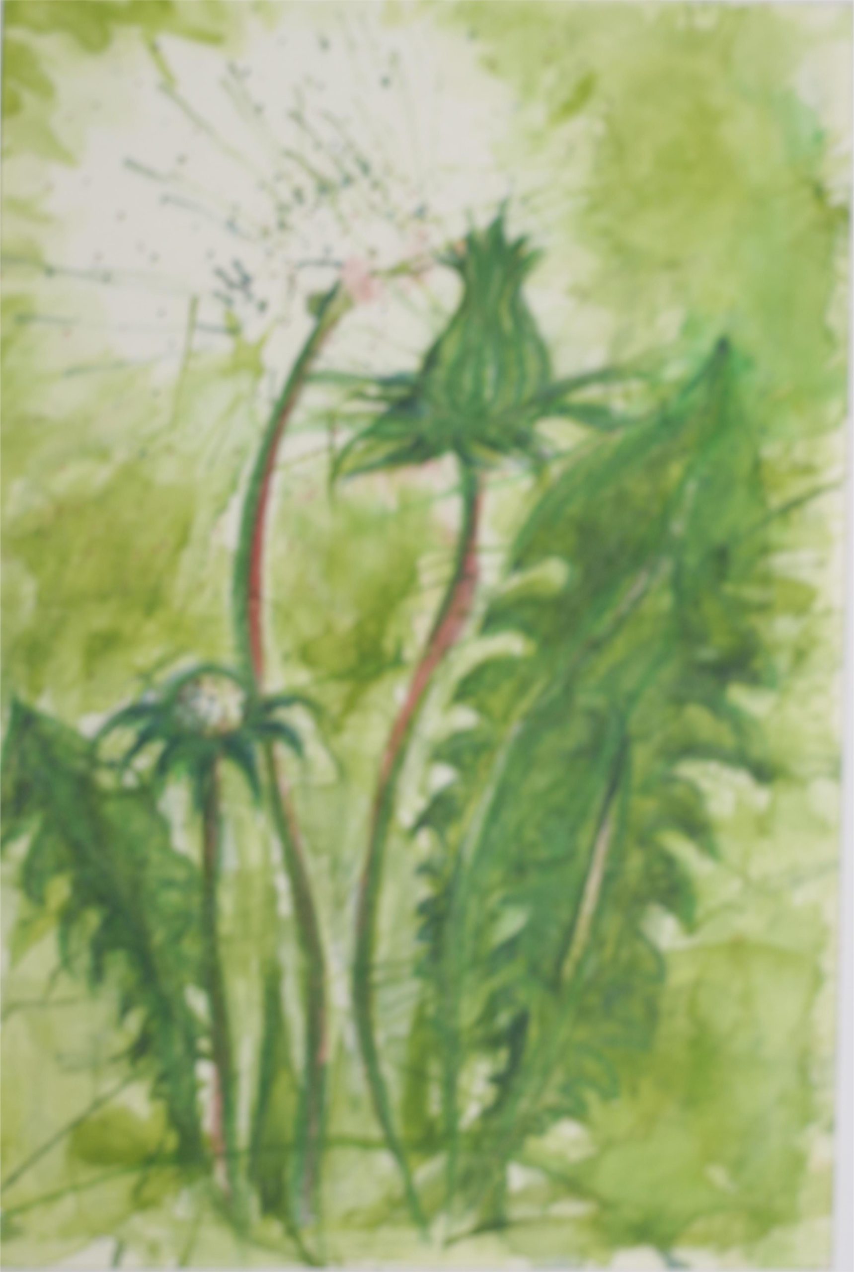 Devil's Claw plus - Image 7